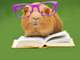 funny guinea pig in glasses reading a book